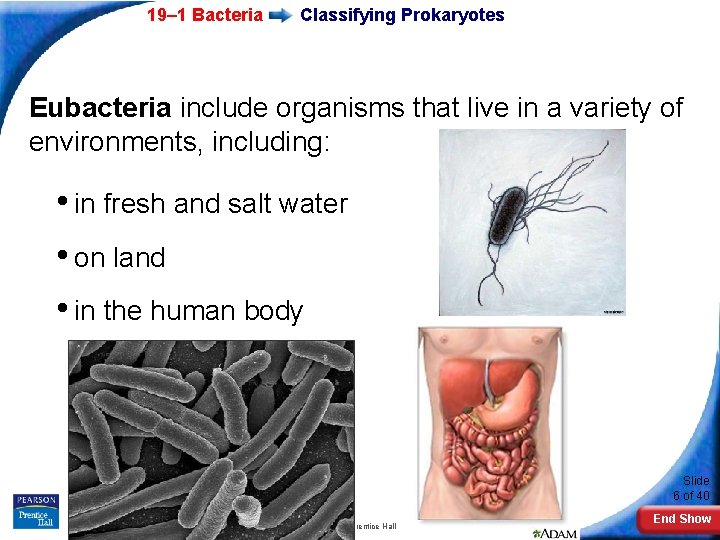 19– 1 Bacteria Classifying Prokaryotes Eubacteria include organisms that live in a variety of