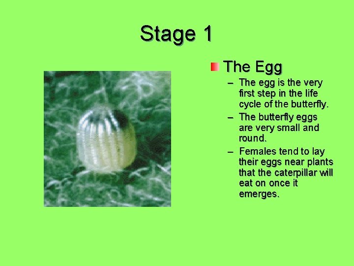 Stage 1 The Egg – The egg is the very first step in the