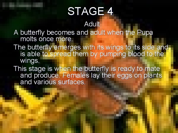 STAGE 4 Adult A butterfly becomes and adult when the Pupa molts once more.
