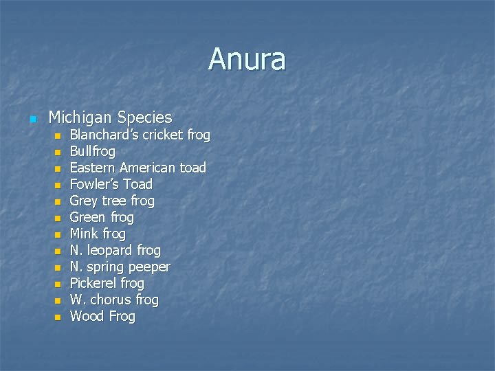 Anura n Michigan Species n n n Blanchard’s cricket frog Bullfrog Eastern American toad