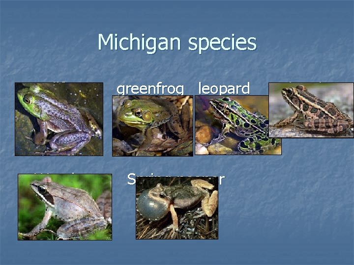Michigan species n Bullfrog n Wood greenfrog leopard Spring peeper Pickerel 