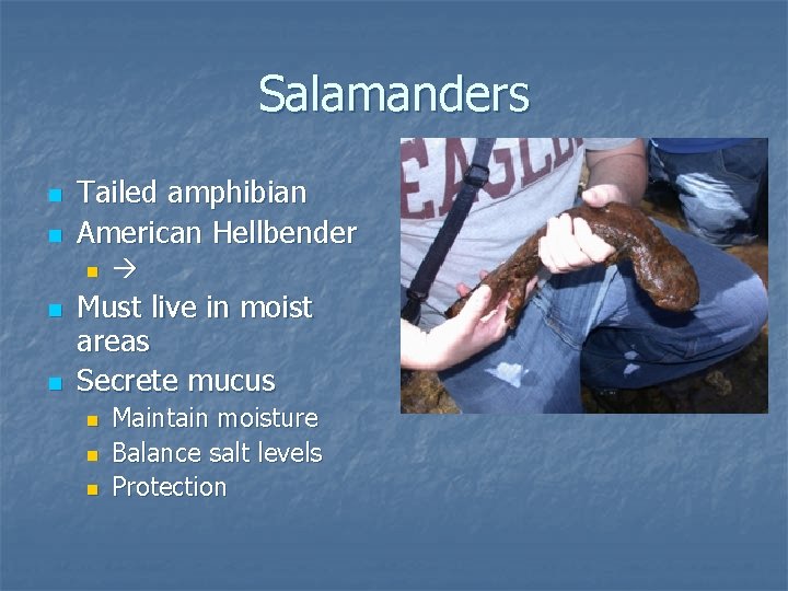 Salamanders n n Tailed amphibian American Hellbender n n n Must live in moist