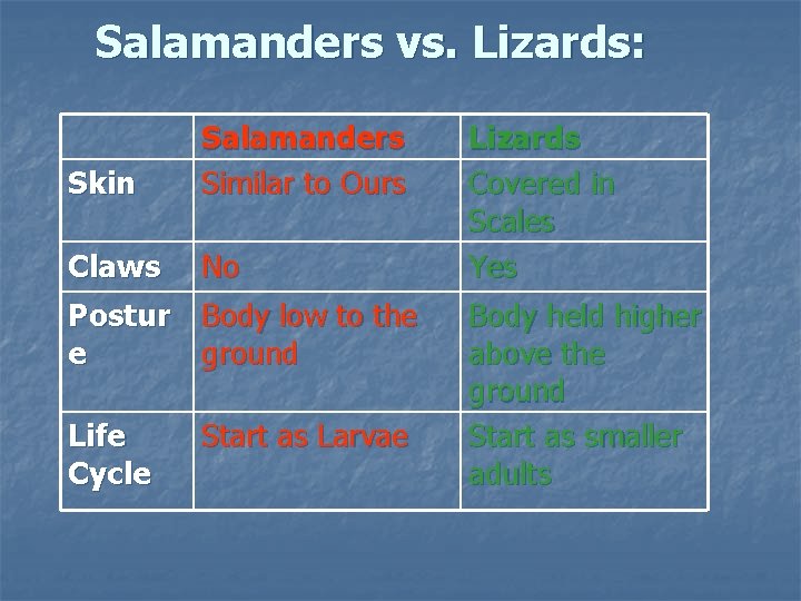 Salamanders vs. Lizards: Skin Salamanders Similar to Ours Claws No Postur Body low to