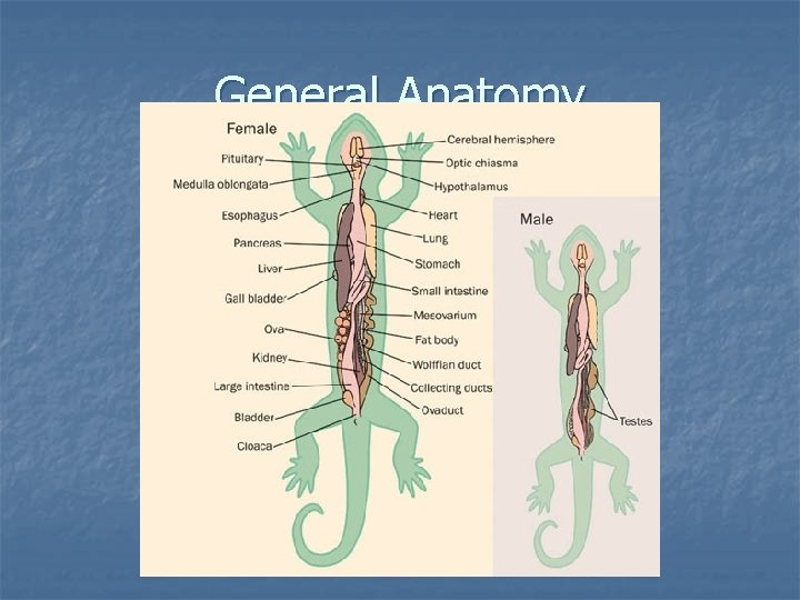 General Anatomy 