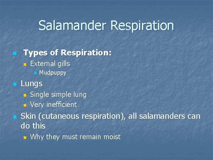 Salamander Respiration n Types of Respiration: n External gills n n Lungs n n