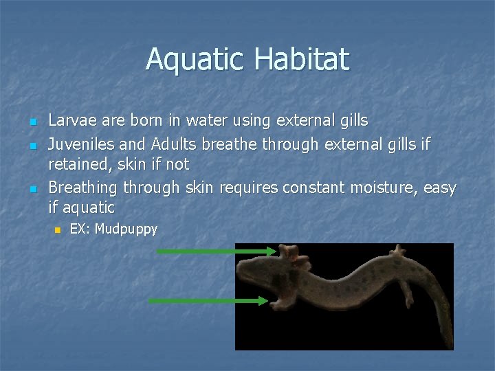 Aquatic Habitat n n n Larvae are born in water using external gills Juveniles