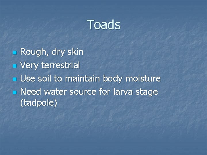 Toads n n Rough, dry skin Very terrestrial Use soil to maintain body moisture