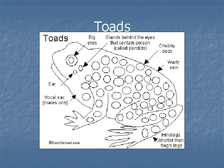 Toads 