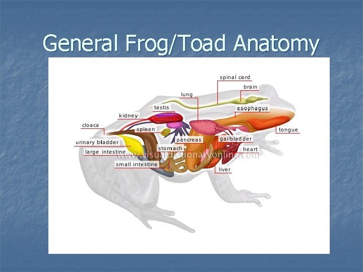 General Frog/Toad Anatomy 