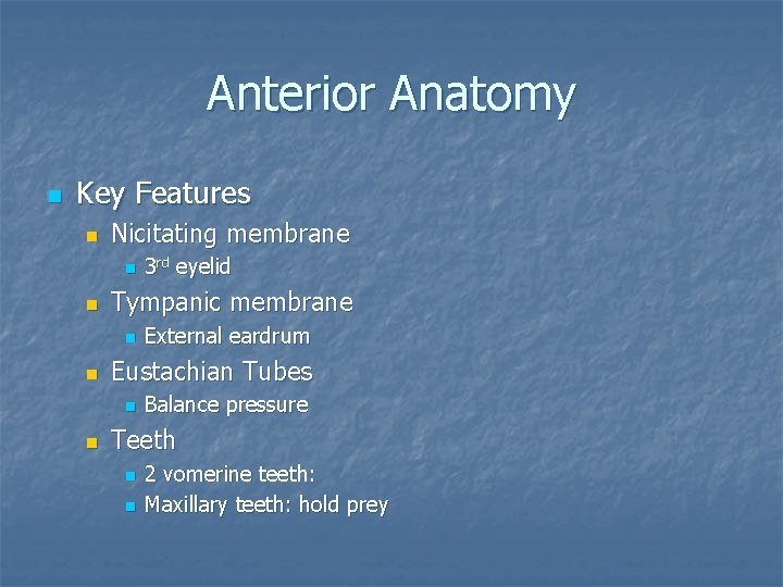 Anterior Anatomy n Key Features n Nicitating membrane n n Tympanic membrane n n