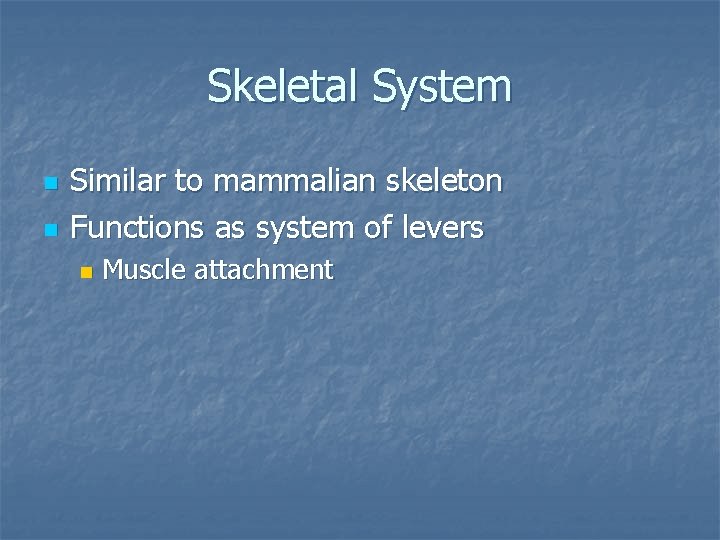 Skeletal System n n Similar to mammalian skeleton Functions as system of levers n
