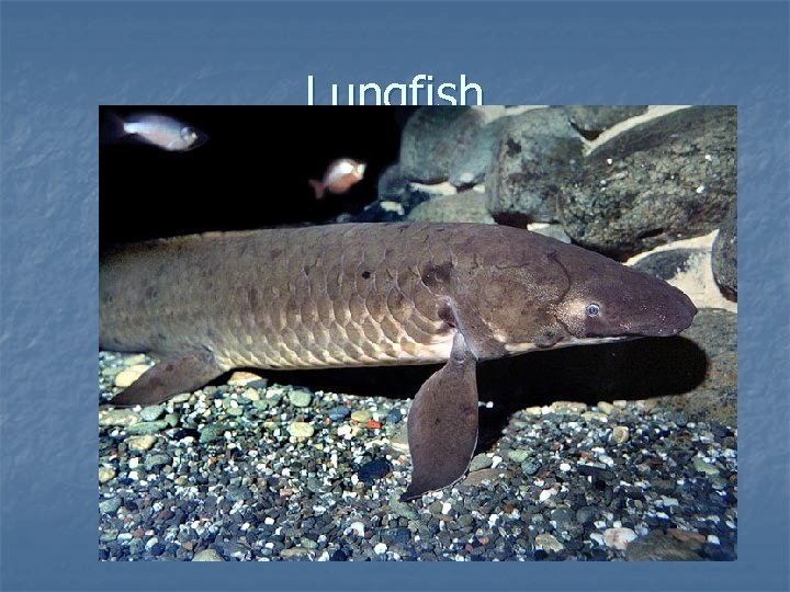Lungfish 