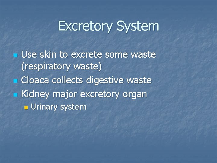 Excretory System n n n Use skin to excrete some waste (respiratory waste) Cloaca