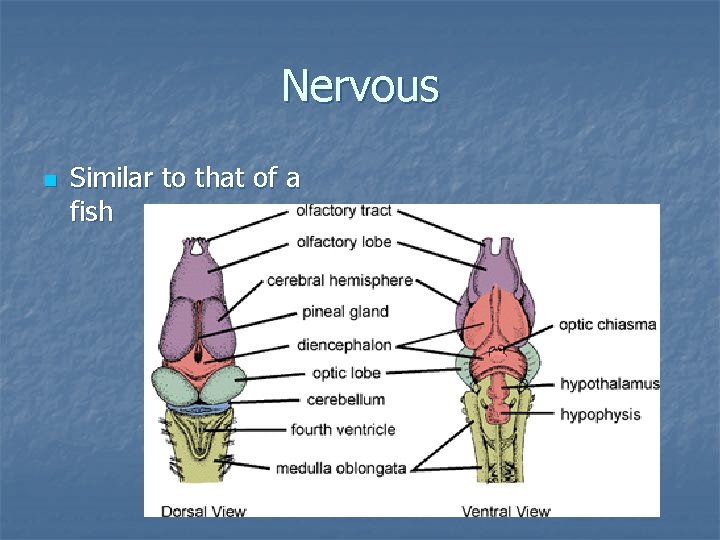 Nervous n Similar to that of a fish 