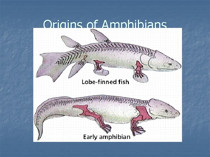 Origins of Amphibians 