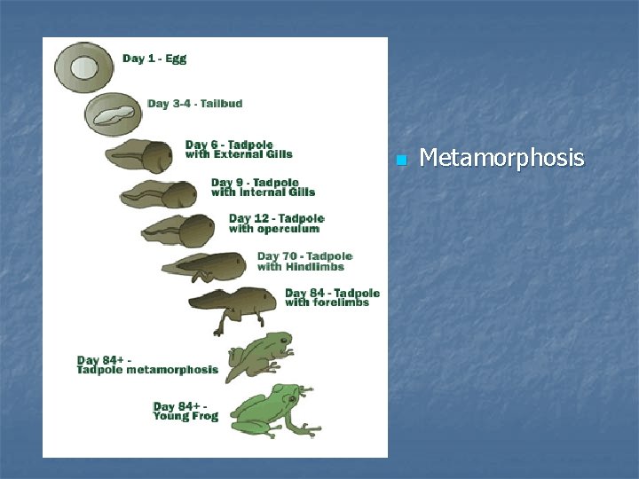 n Metamorphosis 