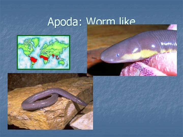 Apoda: Worm like 