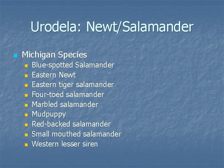 Urodela: Newt/Salamander n Michigan Species n n n n n Blue-spotted Salamander Eastern Newt