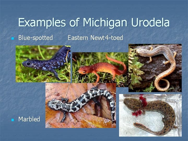 Examples of Michigan Urodela n Blue-spotted n Marbled Eastern Newt 4 -toed 