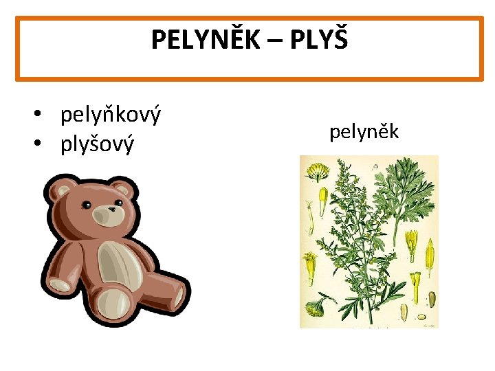 PELYNĚK – PLYŠ • pelyňkový • plyšový pelyněk 