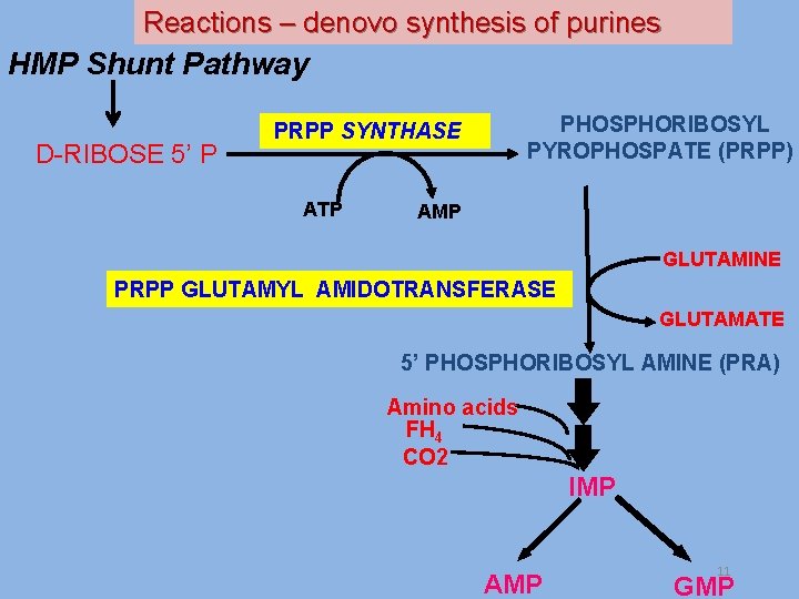 Reactions – denovo synthesis of purines HMP Shunt Pathway D-RIBOSE 5’ P PHOSPHORIBOSYL PYROPHOSPATE