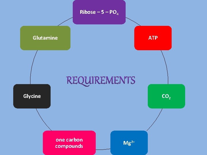 Ribose – 5 – PO 4 Glutamine ATP Glycine CO 2 one carbon compounds
