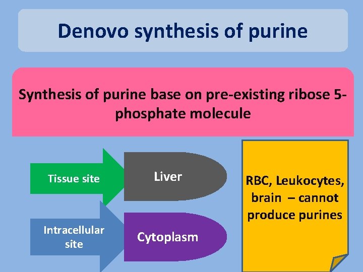 Denovo synthesis of purine Synthesis of purine base on pre-existing ribose 5 phosphate molecule