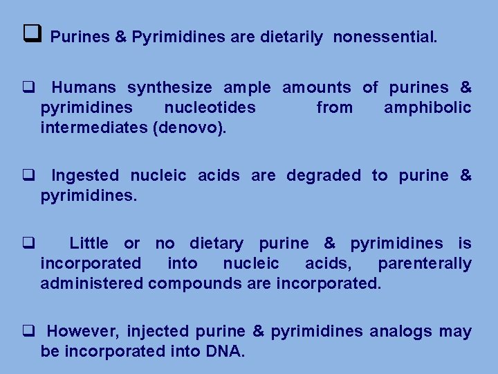 q Purines & Pyrimidines are dietarily nonessential. q Humans synthesize ample amounts of purines