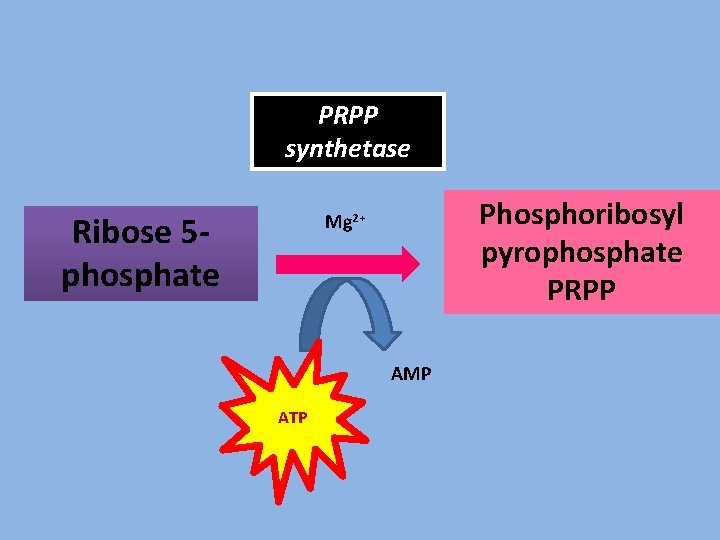 PRPP synthetase Ribose 5 phosphate Phosphoribosyl pyrophosphate PRPP Mg 2+ AMP ATP 