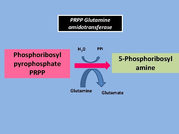 PRPP Glutamine amidotransferase Phosphoribosyl pyrophosphate PRPP H 2 0 PPi 5 -Phosphoribosyl amine Glutamate