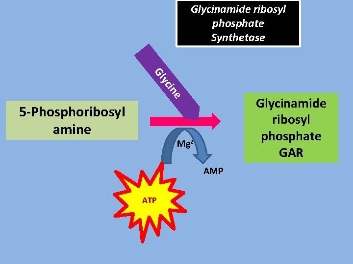 Glycinamide ribosyl phosphate Synthetase ine yc Gl 5 -Phosphoribosyl amine Glycinamide ribosyl phosphate GAR