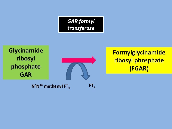 GAR formyl transferase Glycinamide ribosyl phosphate GAR N 5 N 10 methenyl FT 4
