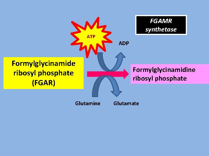 FGAMR synthetase ATP ADP Formylglycinamide ribosyl phosphate (FGAR) Glutamine Formylglycinamidine ribosyl phosphate Glutamate 