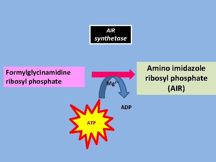 AIR synthetase Formylglycinamidine ribosyl phosphate Amino imidazole ribosyl phosphate (AIR) Mg 2+ ADP ATP