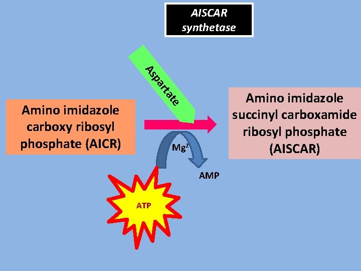 AISCAR synthetase rta pa As te Amino imidazole succinyl carboxamide ribosyl phosphate (AISCAR) Amino