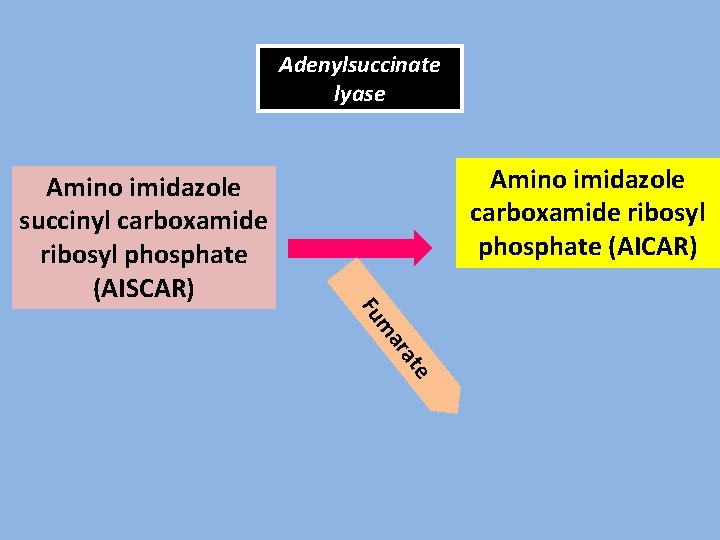 Adenylsuccinate lyase Amino imidazole carboxamide ribosyl phosphate (AICAR) Amino imidazole succinyl carboxamide ribosyl phosphate