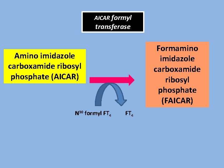 AICAR formyl transferase Formamino imidazole carboxamide ribosyl phosphate (FAICAR) Amino imidazole carboxamide ribosyl phosphate