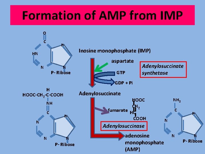 Formation of AMP from IMP O C N Inosine monophosphate (IMP) HN N aspartate