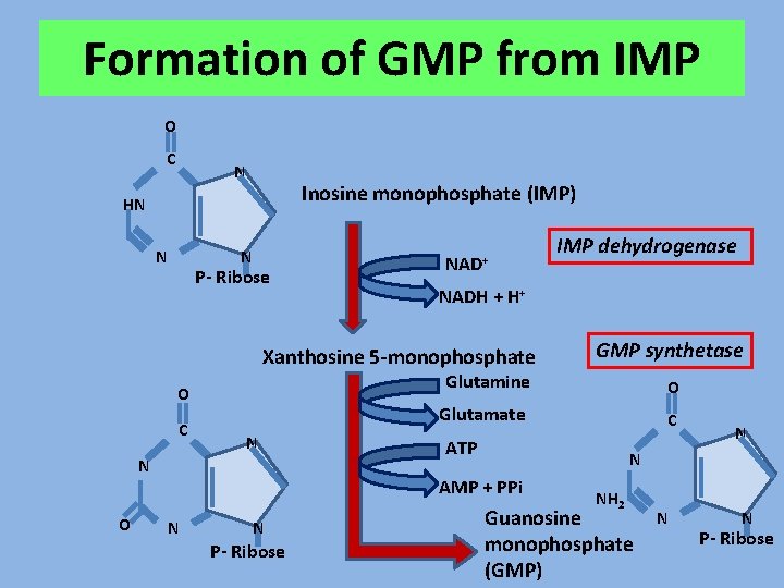 Formation of GMP from IMP O C N Inosine monophosphate (IMP) HN N N