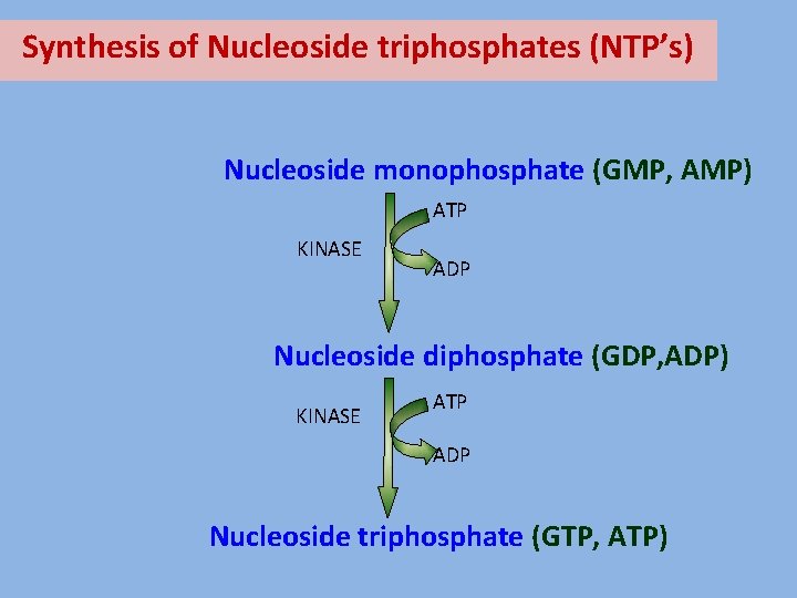 Synthesis of Nucleoside triphosphates (NTP’s) Nucleoside monophosphate (GMP, AMP) ATP KINASE ADP Nucleoside diphosphate