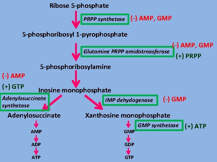 Ribose 5 -phosphate PRPP synthetase (-) AMP, GMP 5 -phosphoribosyl 1 -pyrophosphate (-) AMP,