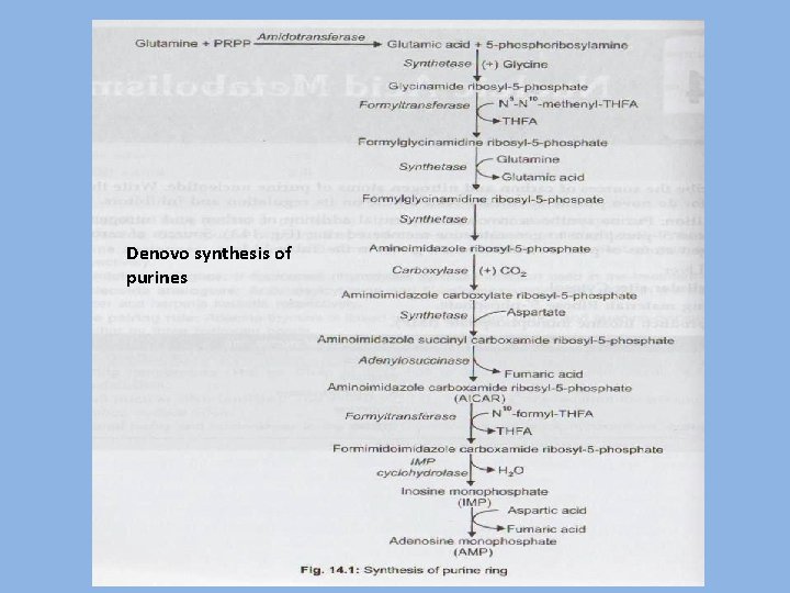 Denovo synthesis of purines 
