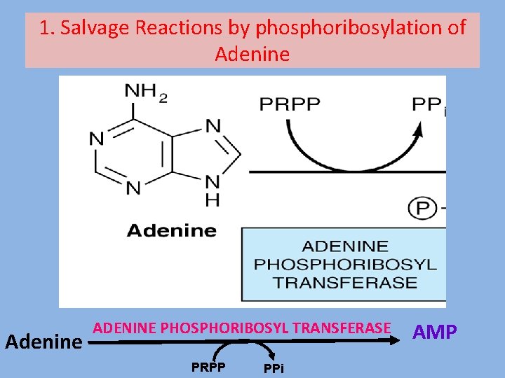 1. Salvage Reactions by phosphoribosylation of Adenine ADENINE PHOSPHORIBOSYL TRANSFERASE PRPP PPi AMP 