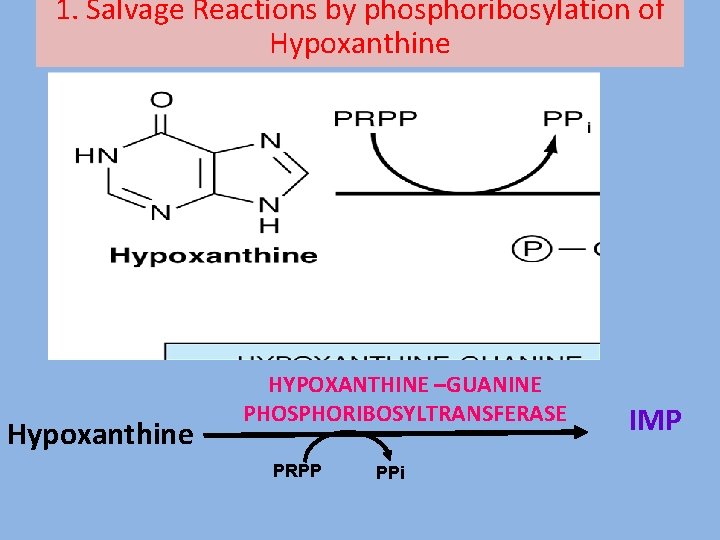 1. Salvage Reactions by phosphoribosylation of Hypoxanthine HYPOXANTHINE –GUANINE PHOSPHORIBOSYLTRANSFERASE PRPP PPi IMP 