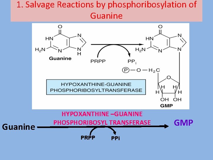 1. Salvage Reactions by phosphoribosylation of Guanine HYPOXANTHINE –GUANINE PHOSPHORIBOSYL TRANSFERASE PRPP PPi GMP