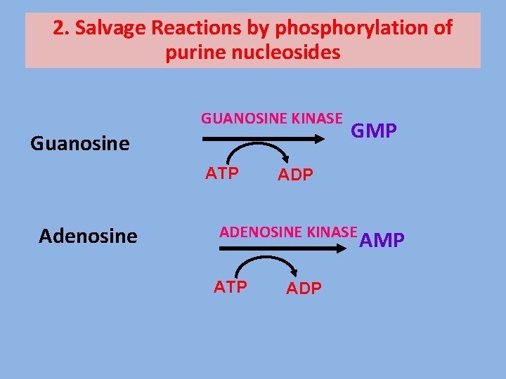 2. Salvage Reactions by phosphorylation of purine nucleosides GUANOSINE KINASE Guanosine ATP Adenosine GMP