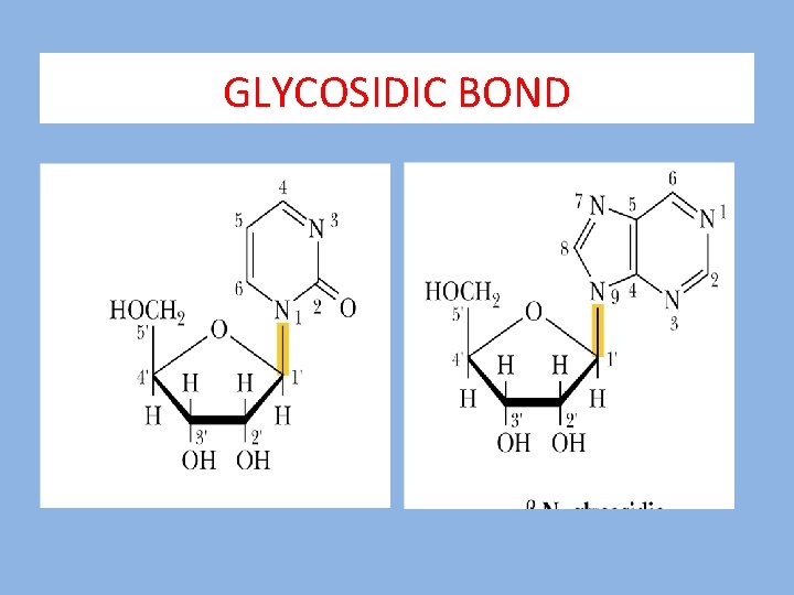 GLYCOSIDIC BOND 