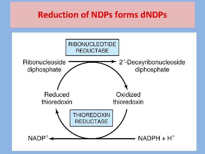 Reduction of NDPs forms d. NDPs 