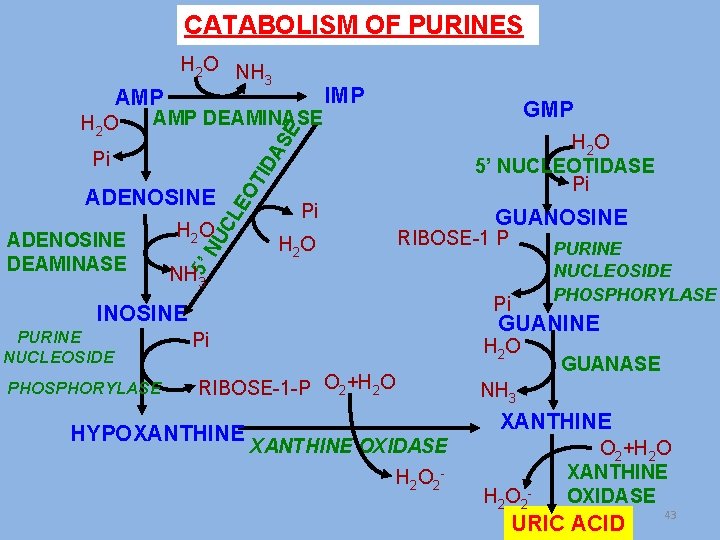 CATABOLISM OF PURINES AMP DEAMINASE GMP H 2 O 5’ NUCLEOTIDASE Pi ADENOSINE Pi