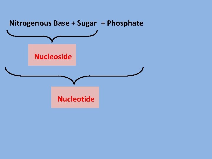 Nitrogenous Base + Sugar + Phosphate Nucleoside Nucleotide 
